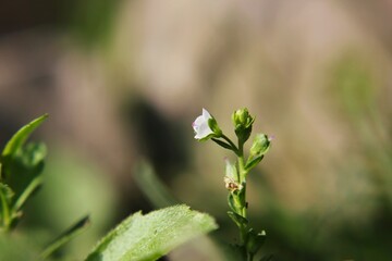 grass with dew drops