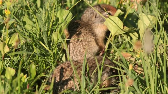 A pair of baby ground squirrels nibble on green summer plants and snuggle together. 