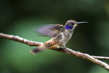 Humingbirds