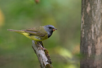 A closeup of a Mourning Warble (geothlypis philadelphia) on a branch with a green background