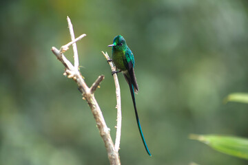 Humingbird