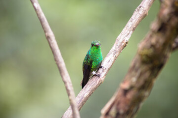 Humingbird