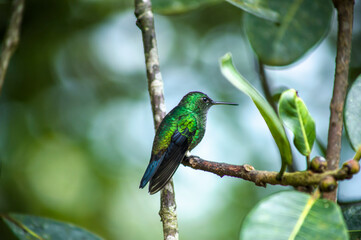 Humingbird