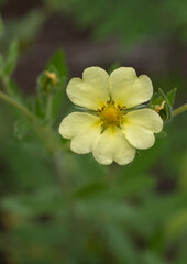 A closeup of Sulphur Cinquefoil wildflower (Potentilla recta) with green background