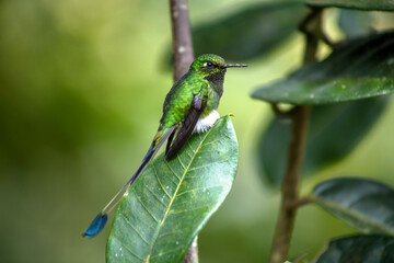 Humingbird