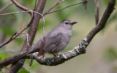 A closeup of a Grey Catbird ( ) perching in a tree in Muskoka in summer