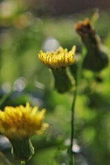 Yellow dandelion flower growing in the meadow.