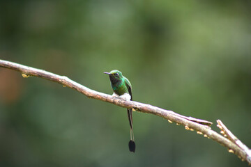 Humingbird
