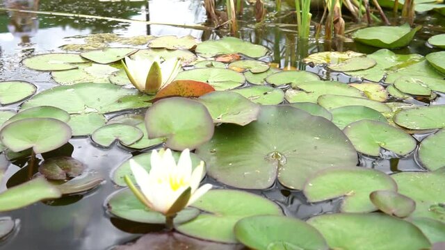 aquatic swamp water, pink large botany windy wind, background hd. regia spring, oriental lotus leave virtue