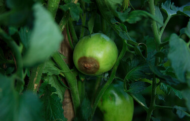 Blossom end rot. Disease of tomatoes. Low key