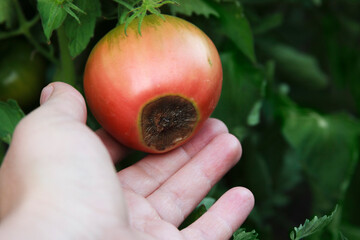 Blossom end rot on the red tomato. Damaged fruit in the farmer hand. Close-up. Disease of tomatoes....