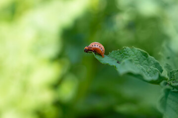 Colorado Potato beetle larva eating leaf of the plant. Green blurred agricultural background