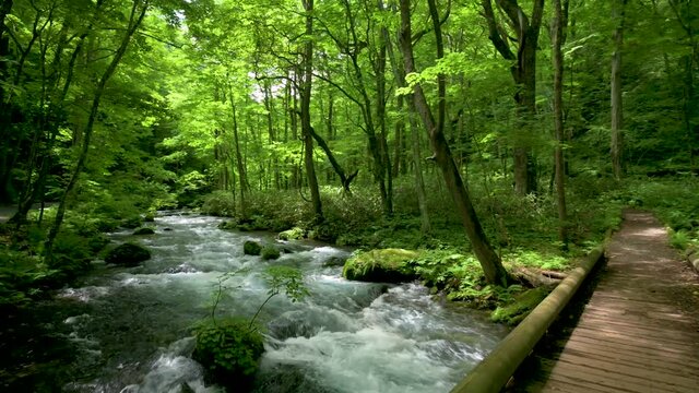 夏の奥入瀬渓流