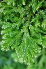 close up of green pine needles