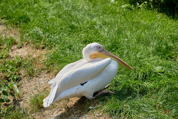 Close-up of a Great white pelican or Pelecanus onocrotalus, resting on the grass.