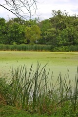 Quiet stillness on a secret pond on a beautiful sunny summer day.