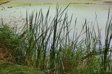 Quiet stillness on a secret pond on a beautiful sunny summer day.