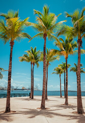 palm trees on the beach florida 