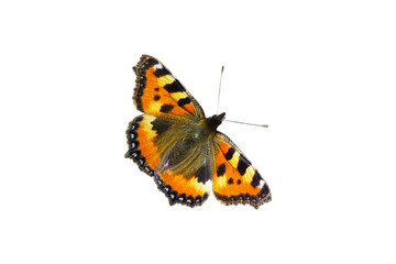 Fototapeta na wymiar orange butterfly isolate