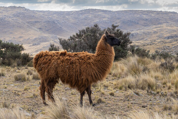 llama grazing in the highlands