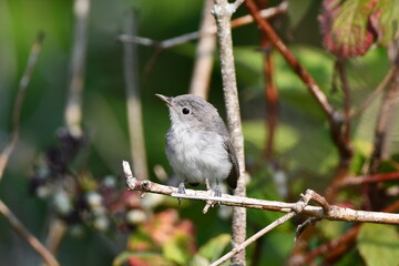 Close up of a Blue Gray Gnatcatcher bird sitting perched on a branch