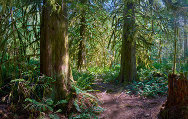 Pacific Northwest Forest Lichen. Beard Lichen hanging from the branches trees in the Pacific Northwest.

