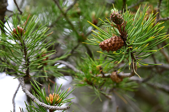 pine cones from lodgepole pine