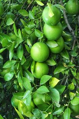 green apples on a branch