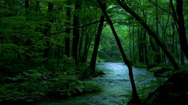 早朝の奥入瀬渓流