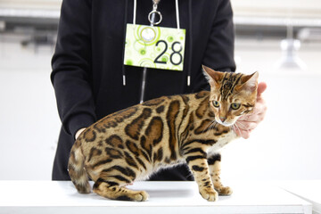 a beautiful Bengal cat at a cat show with its owner