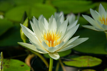 スイレン　睡蓮　蓮　モネ