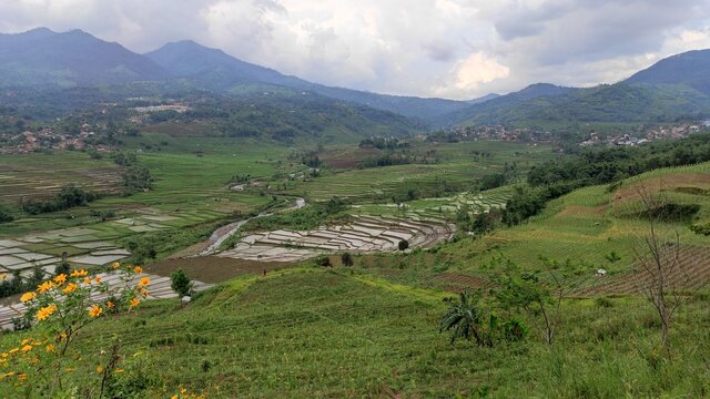 Photo of the hillside scenery in the Cicalengka area which is filled with rice fields, hills and streams