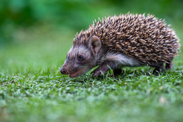 a hedgehog runs in a beautiful meadow