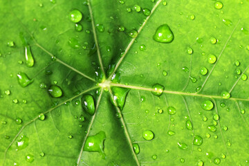 water drops on leaf