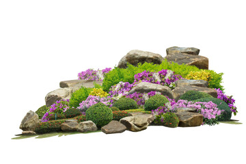 Bush flowers of pink, yellow bougainvillea, shrubs, purple flower vines and stone on isolated white background, planted in a garden.