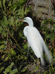 Great Egret in Mating Plumage at Wakotahatchee