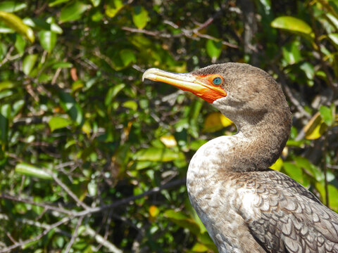 Double-crested cormorant in mating plumage