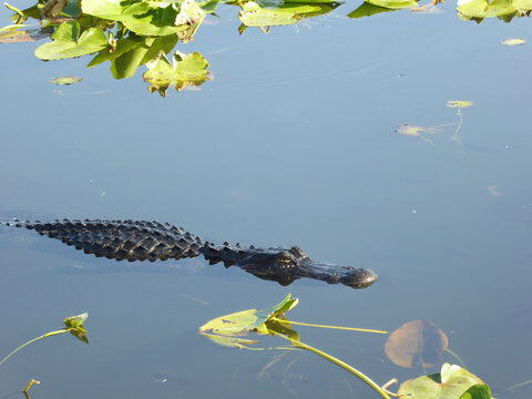 American Alligator and Spatterdock in Everglades National Pari