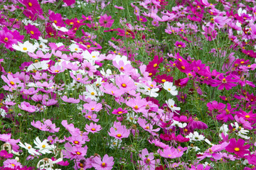 コスモス　秋桜