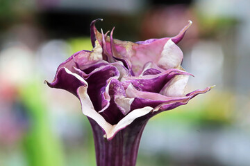 Closeup of the flowers on a Datura plant