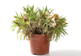 fading plant with yellow flowers on white
