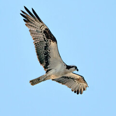 Osprey, raptor , bird