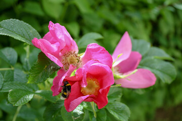 Close up of California Rose flower blossom with bee. Bokeh background. Selective focus. No people. 