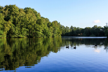 View of lake in forest in Germany with mirror reflection in calm water. Ducks swimming. Clear blue sky. No people.