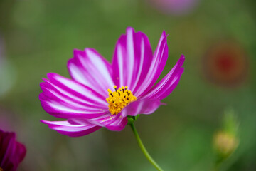 Obraz premium コスモス 秋桜