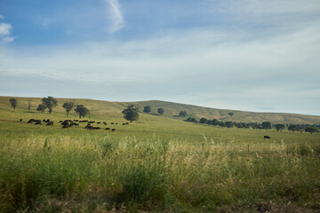 Fototapeta na wymiar Australian Outback landscape