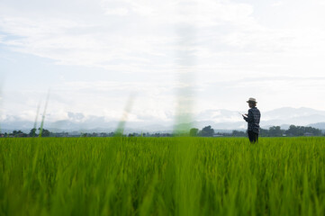Farmers woman hold iPads to check the quality of rice in the rice fields.