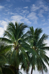 Fototapeta na wymiar coconut trees on blue sky background