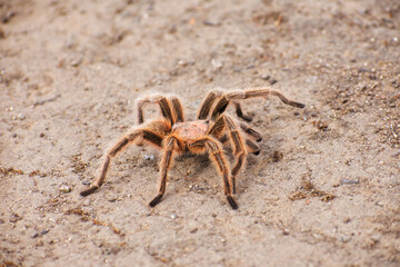 Araña Pollito - tarántula 