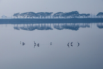 swans on the lake